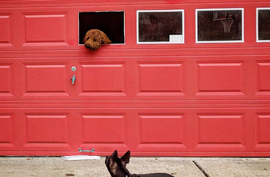 Loputa za živali, montirana na garažnih vratih